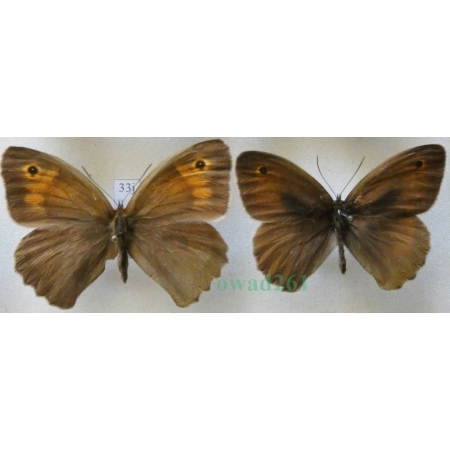Maniola jurtina (Linnaeus, 1758) pair Przestrojnik jurtina Czech33j